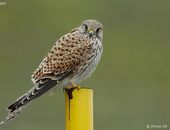 Animali 344